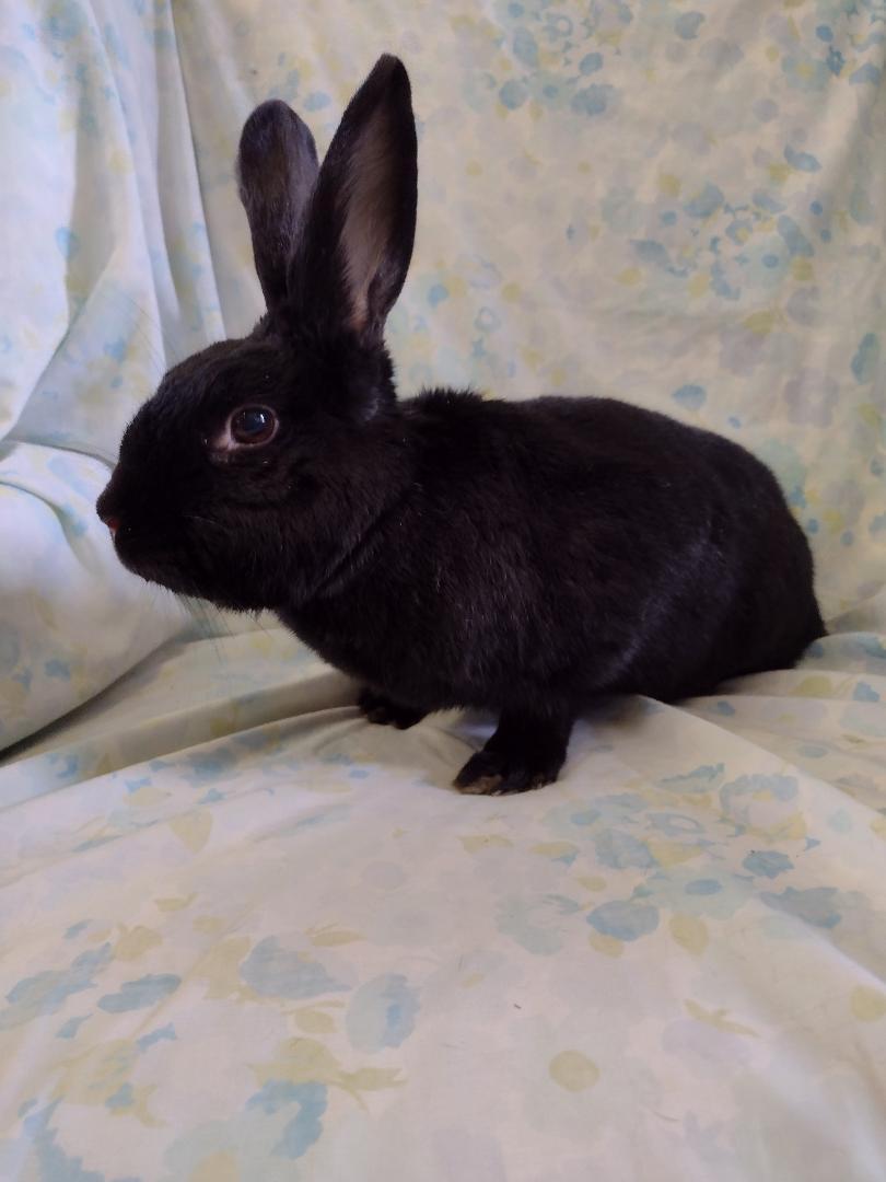 Enlarge Wrenlee, a Adoptable American in Plymouth, MI image 3/3