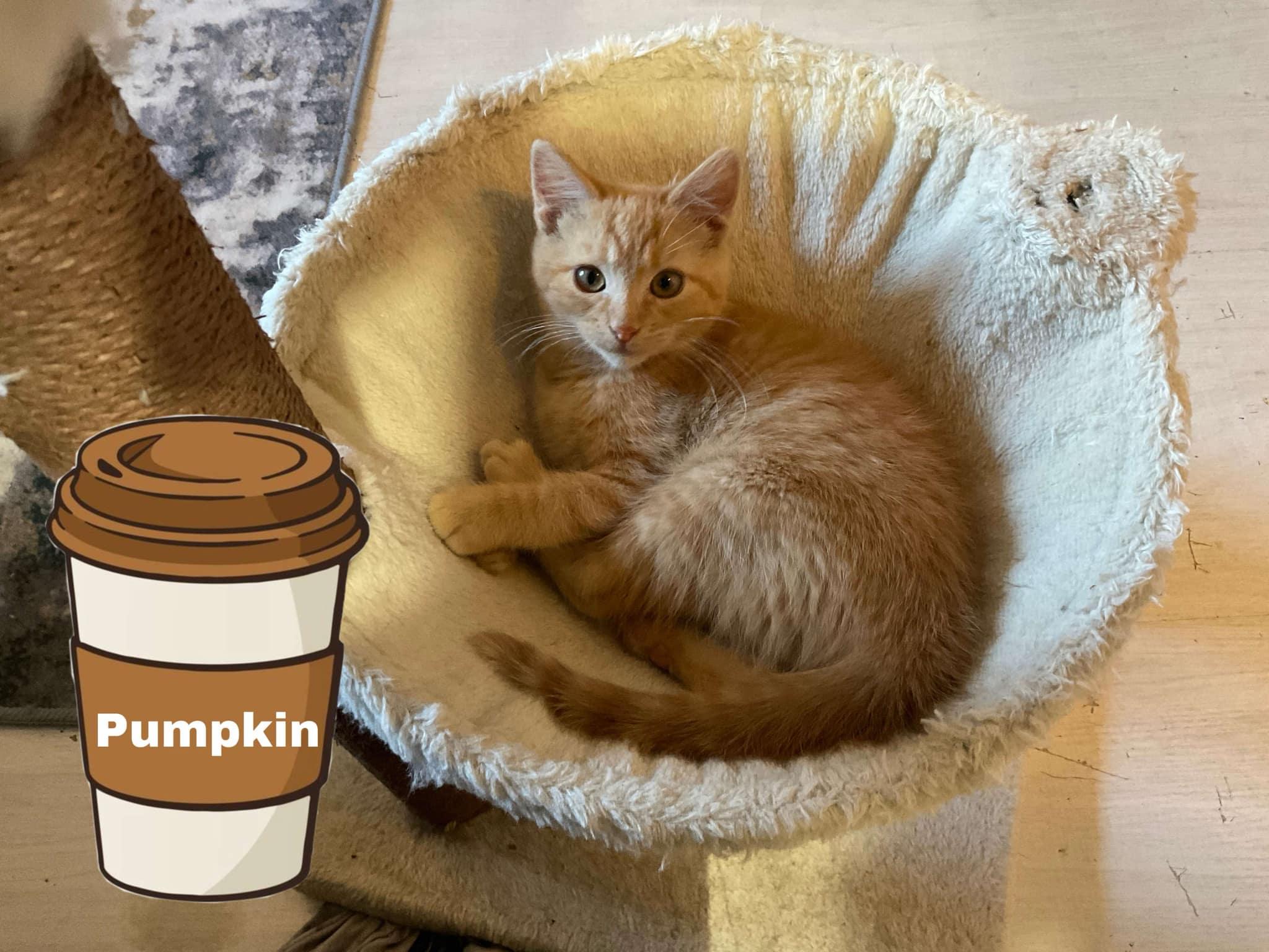Pumpkin, Adoptable, Kitten Female Domestic Short Hair.