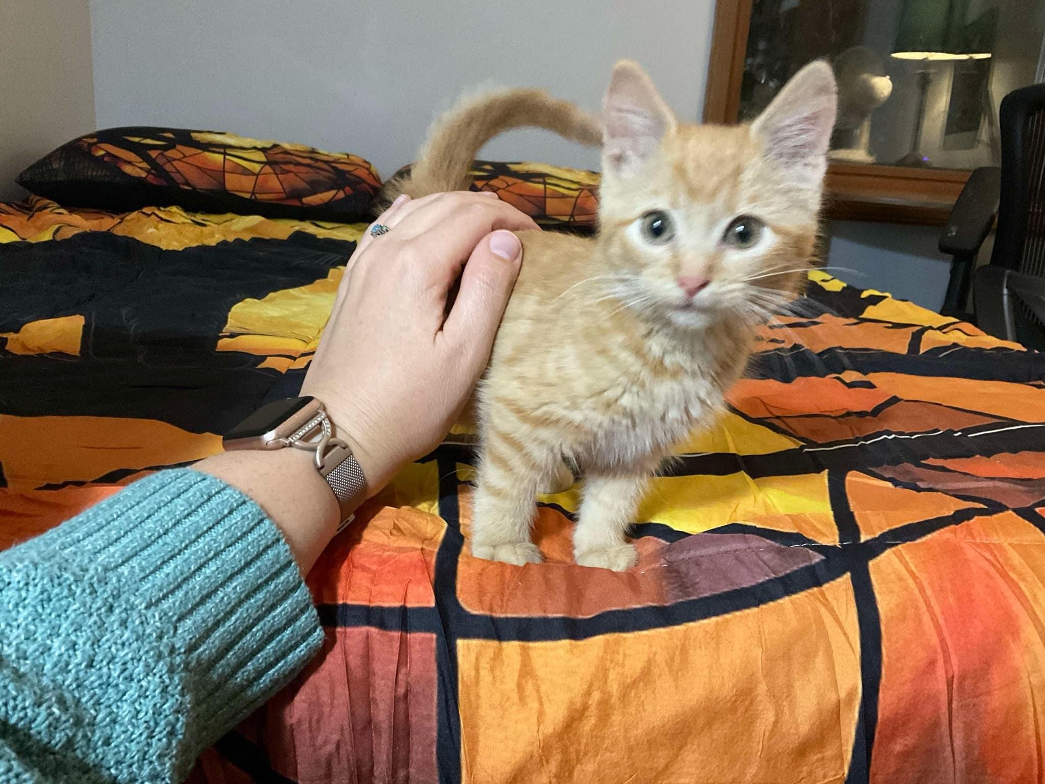 Enlarge Pumpkin, a Adoptable Domestic Short Hair in Crystal Lake, IL image 2/3