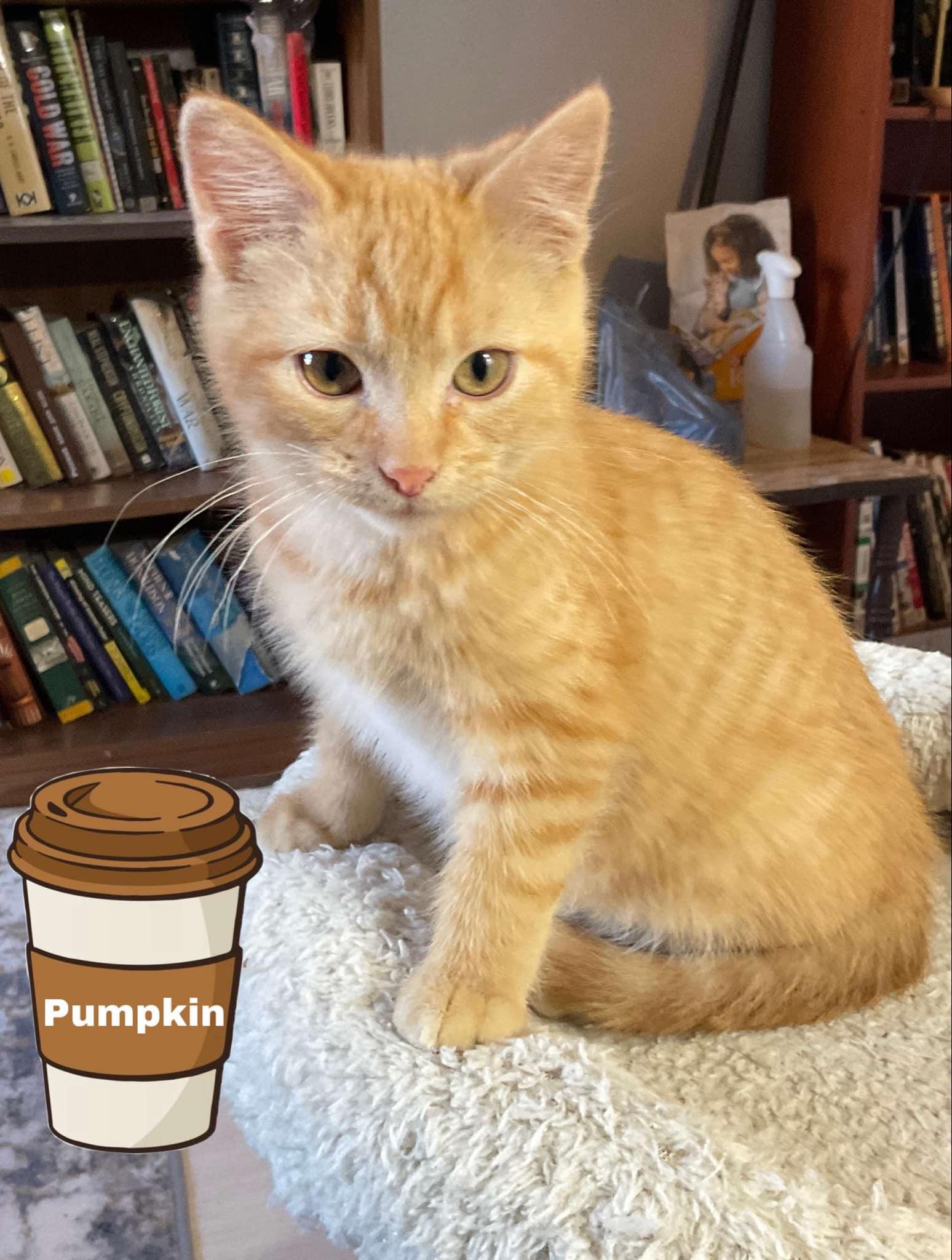 Enlarge Pumpkin, a Adoptable Domestic Short Hair in Crystal Lake, IL image 3/3