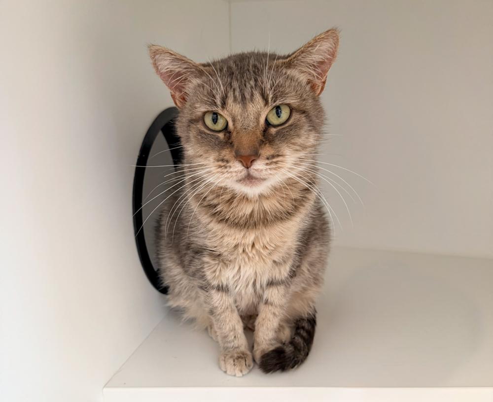 Freya Jean, Adoptable, Adult Female Domestic Short Hair.