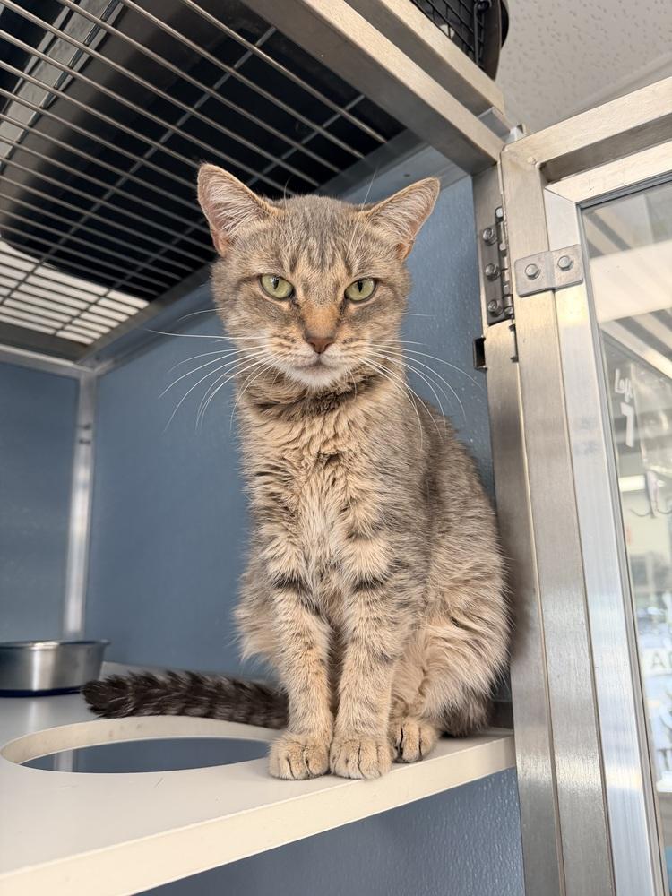 Enlarge Freya Jean, a Adoptable mixed breed in Milltown, NJ image 2/6