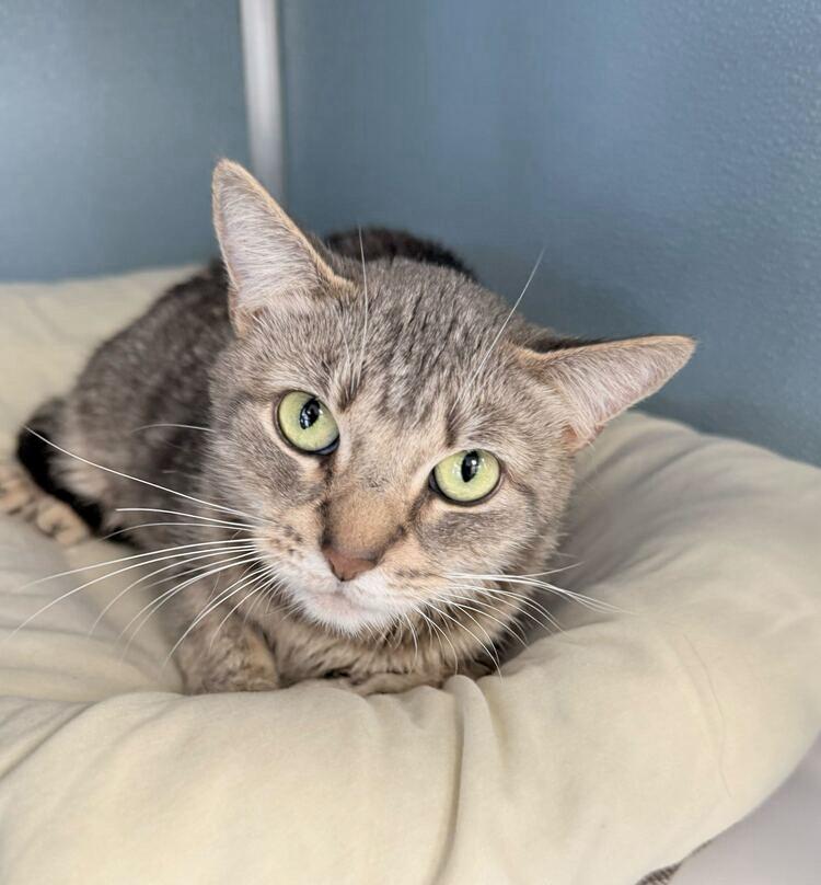 Enlarge Freya Jean, a Adoptable mixed breed in Milltown, NJ image 4/6