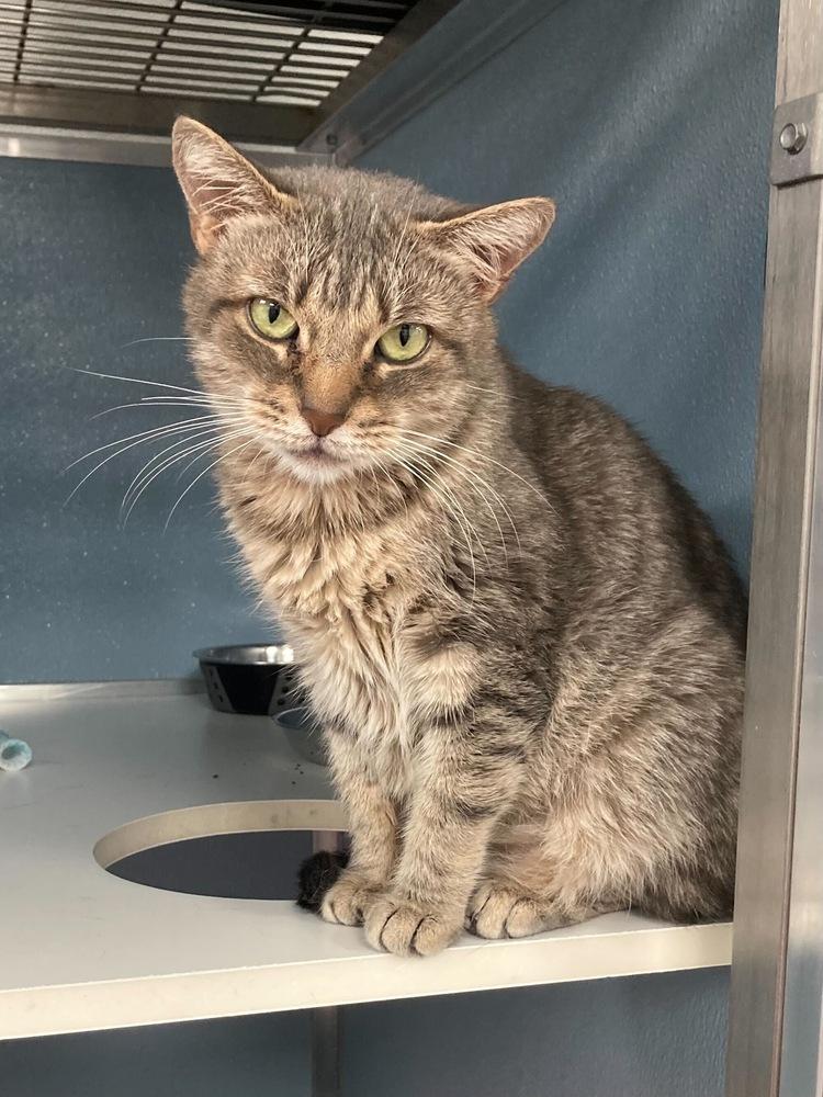 Enlarge Freya Jean, a Adoptable mixed breed in Milltown, NJ image 5/6