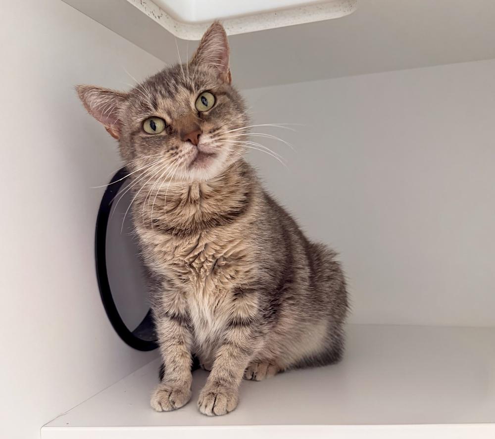 Enlarge Freya Jean, a Adoptable mixed breed in Milltown, NJ image 6/6