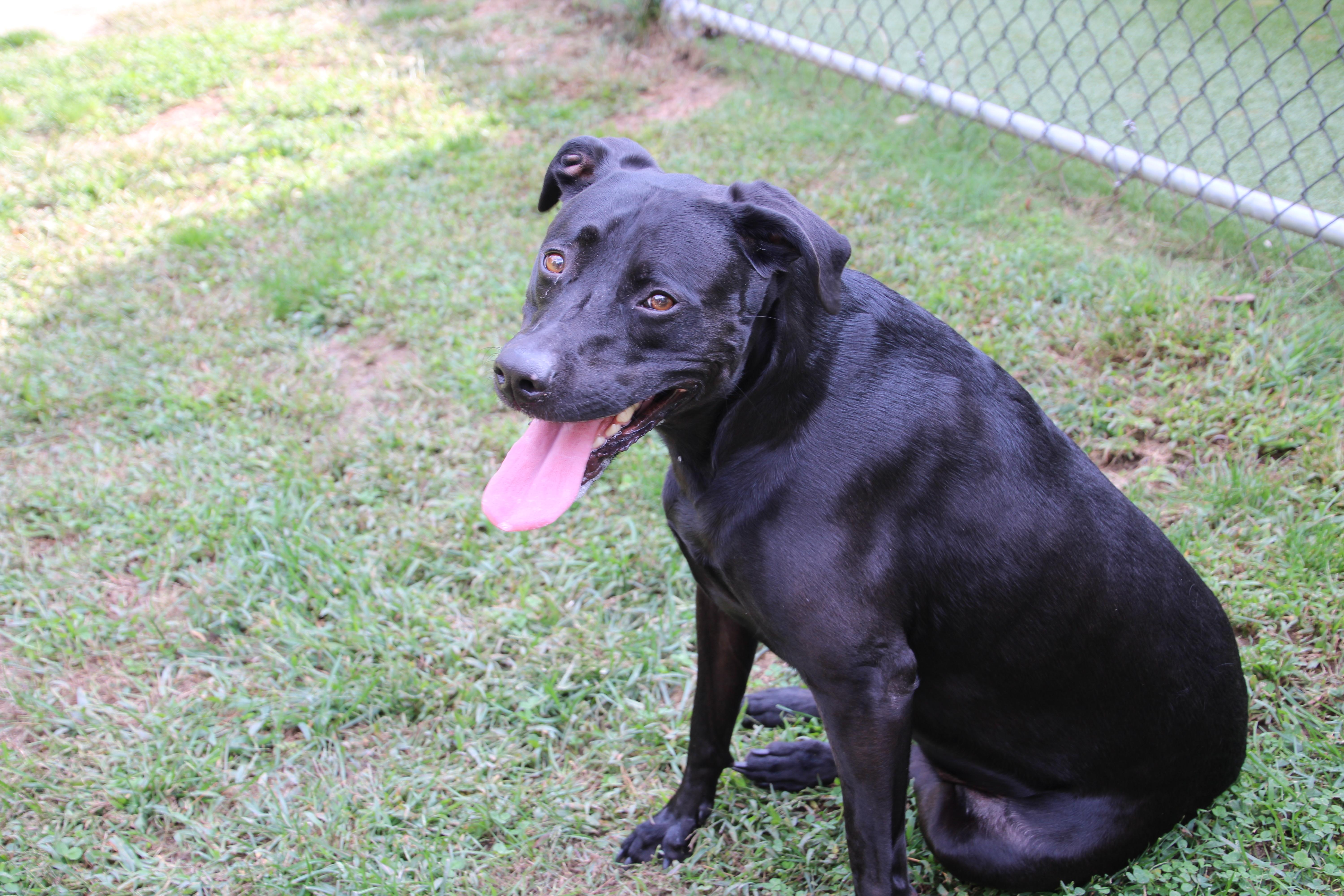 Enlarge Lucy, a Adoptable mixed breed in East Brunswick, NJ image 3/4