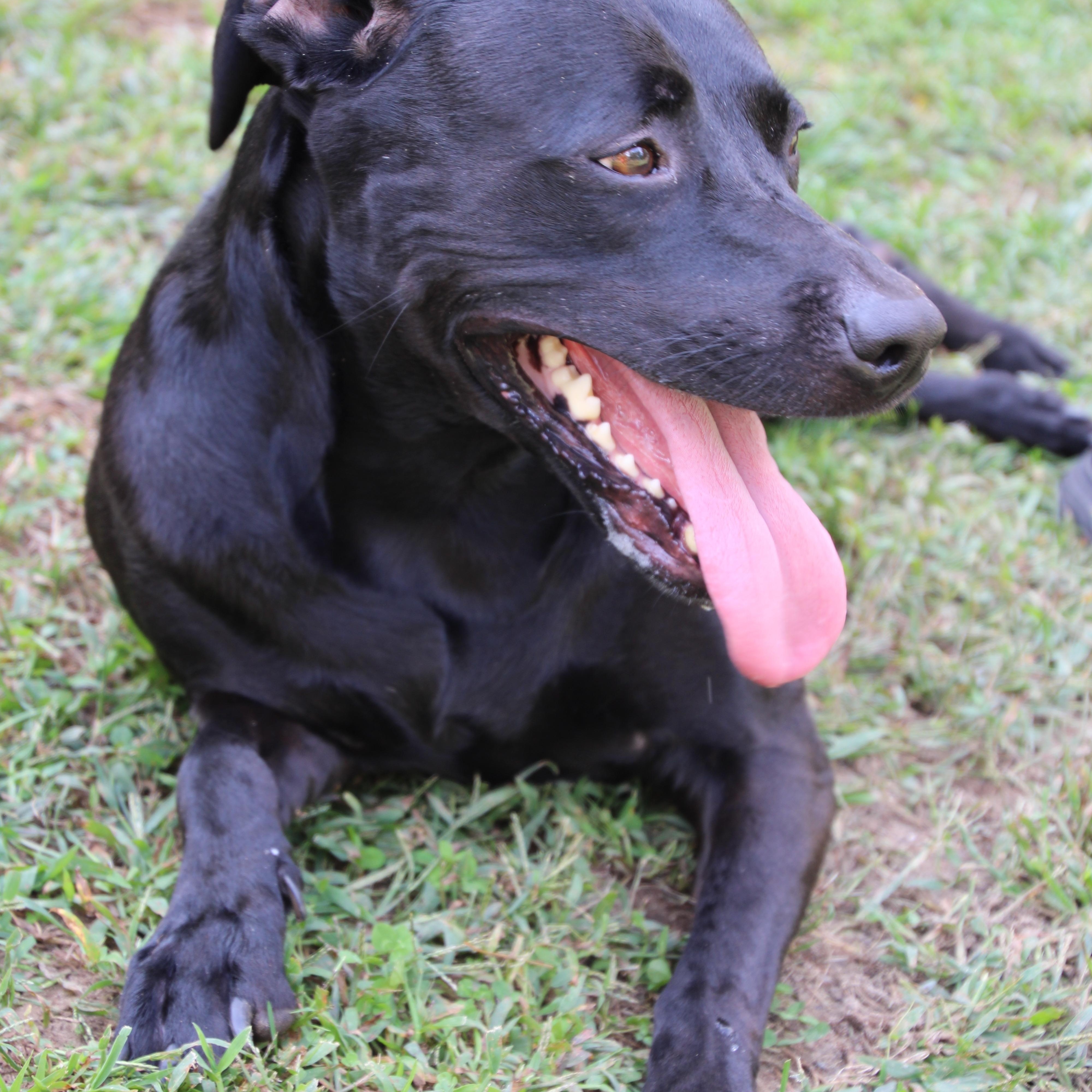 Enlarge Lucy, a Adoptable mixed breed in East Brunswick, NJ image 4/4