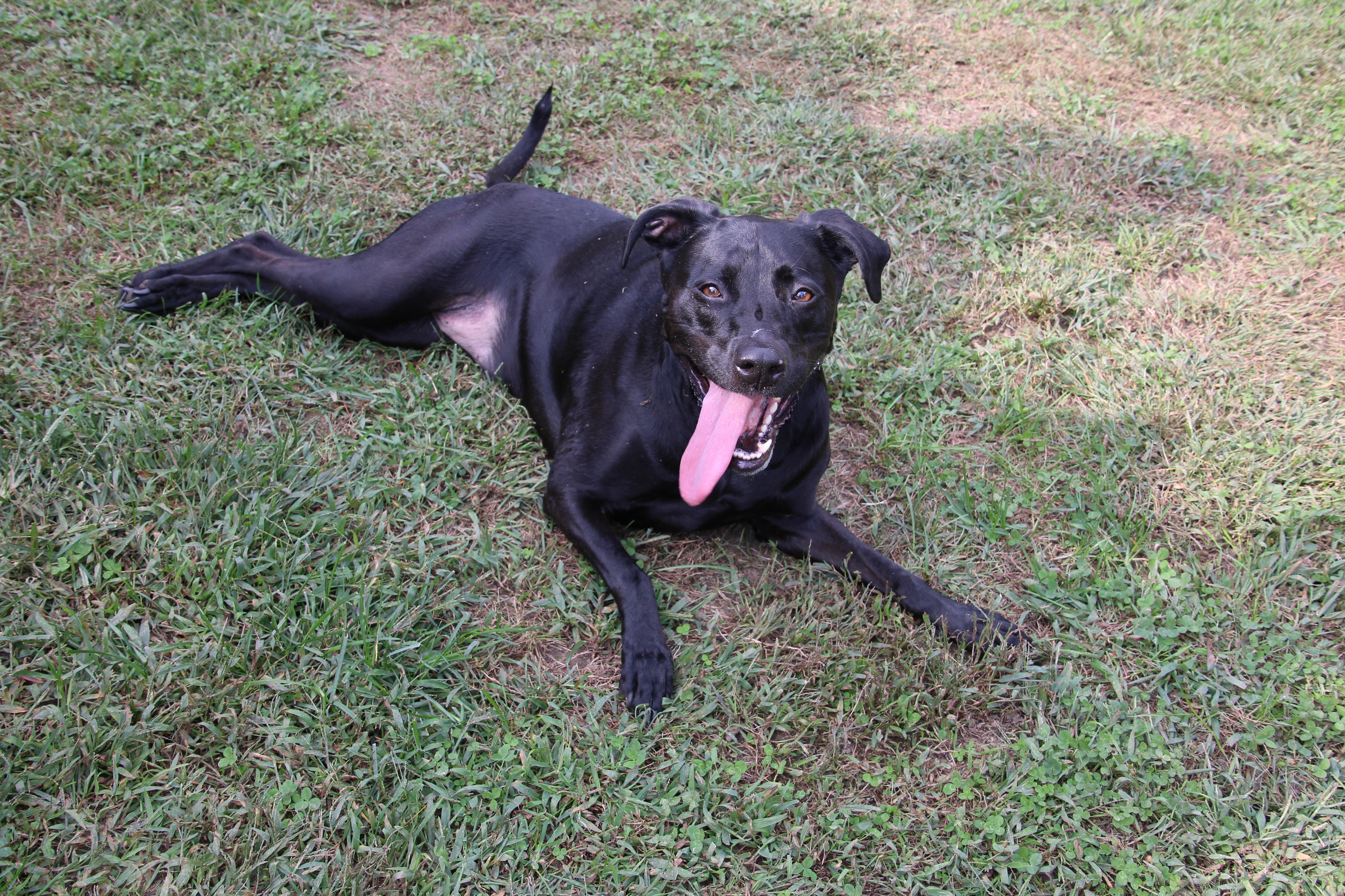 Enlarge Lucy, a Adoptable mixed breed in East Brunswick, NJ image 2/4