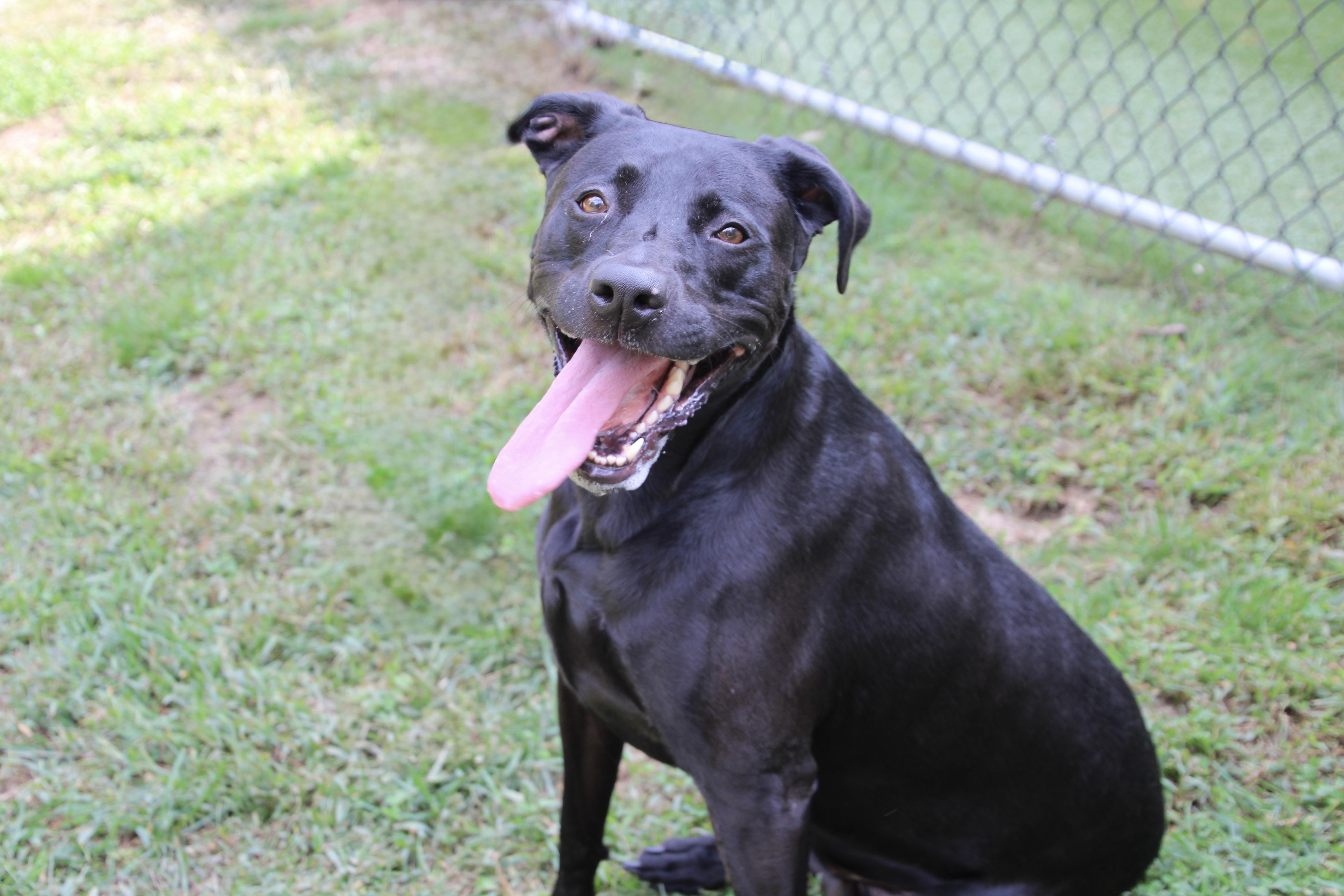 Lucy, Adoptable, Adult Female Labrador Retriever & Pit Bull Terrier.