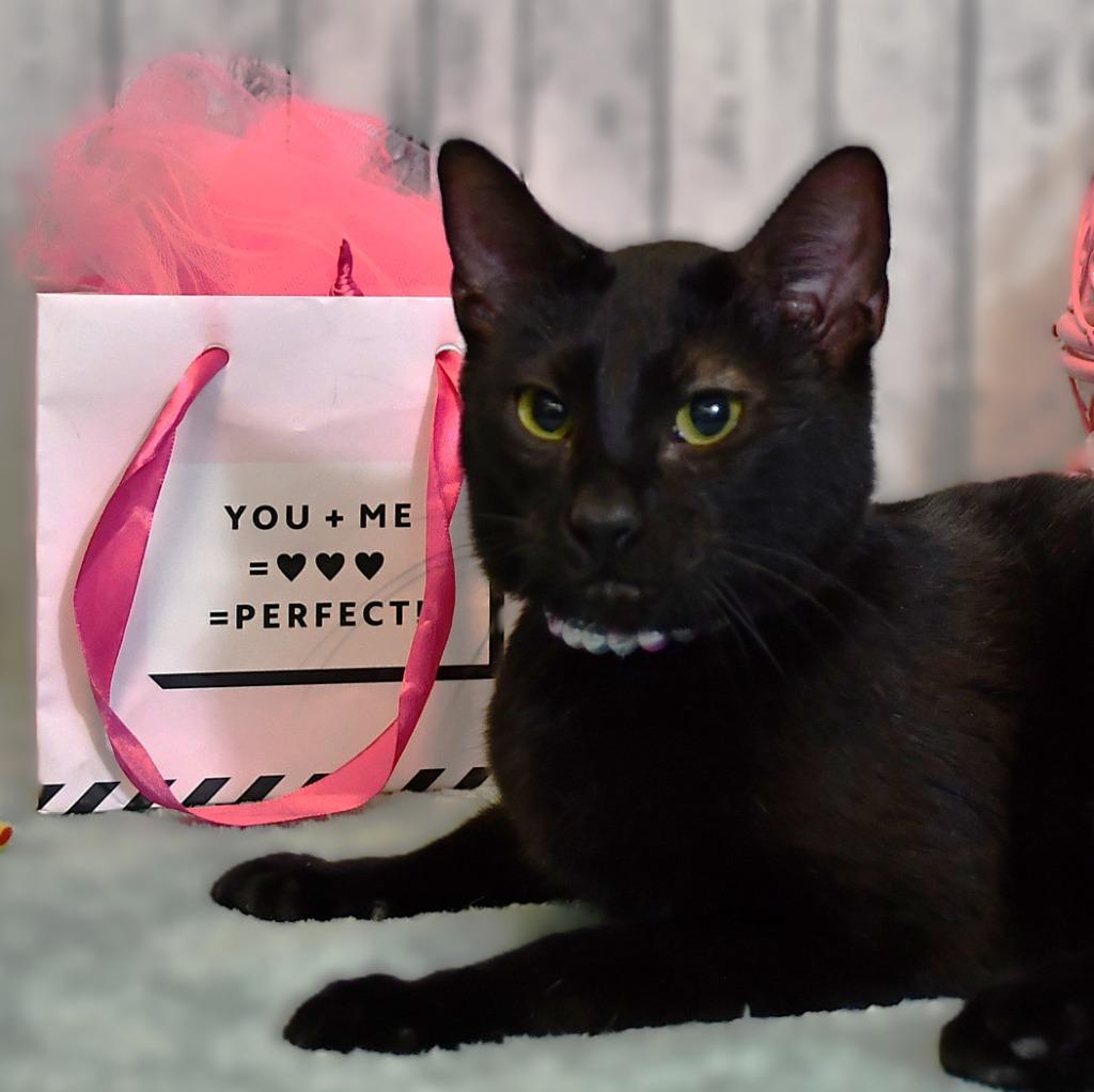 Wednesday, Adoptable, Young Female Domestic Short Hair.