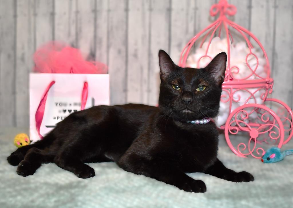 Enlarge Wednesday, a Adoptable mixed breed in Roanoke, TX image 2/3