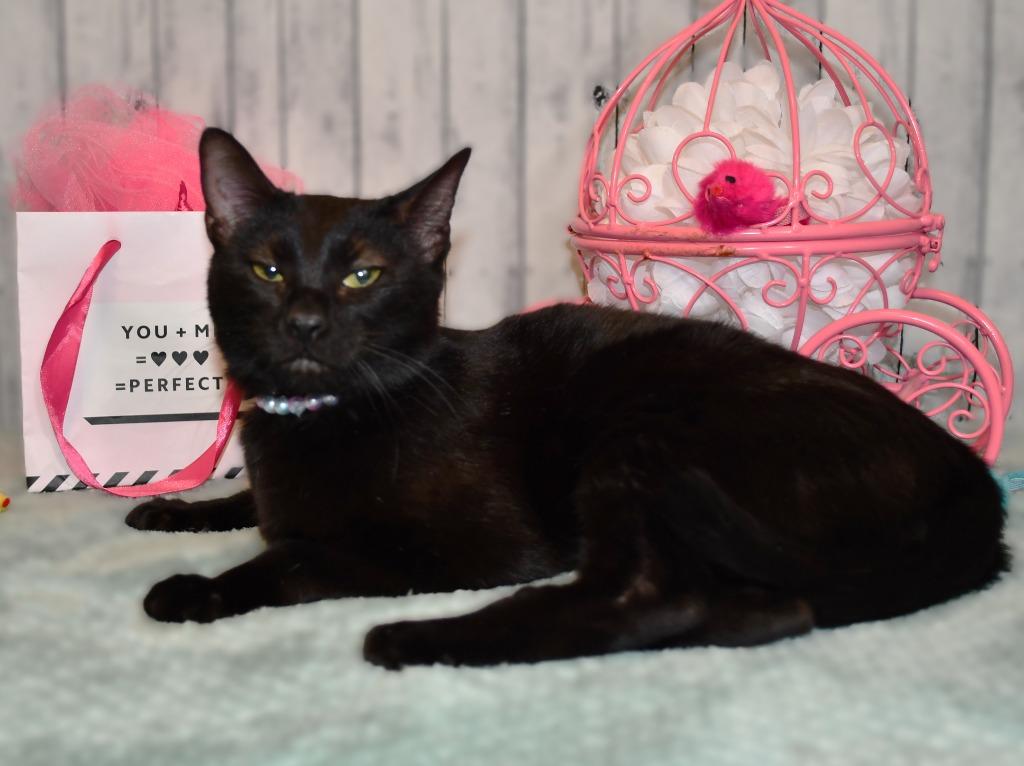 Enlarge Wednesday, a Adoptable mixed breed in Roanoke, TX image 3/3