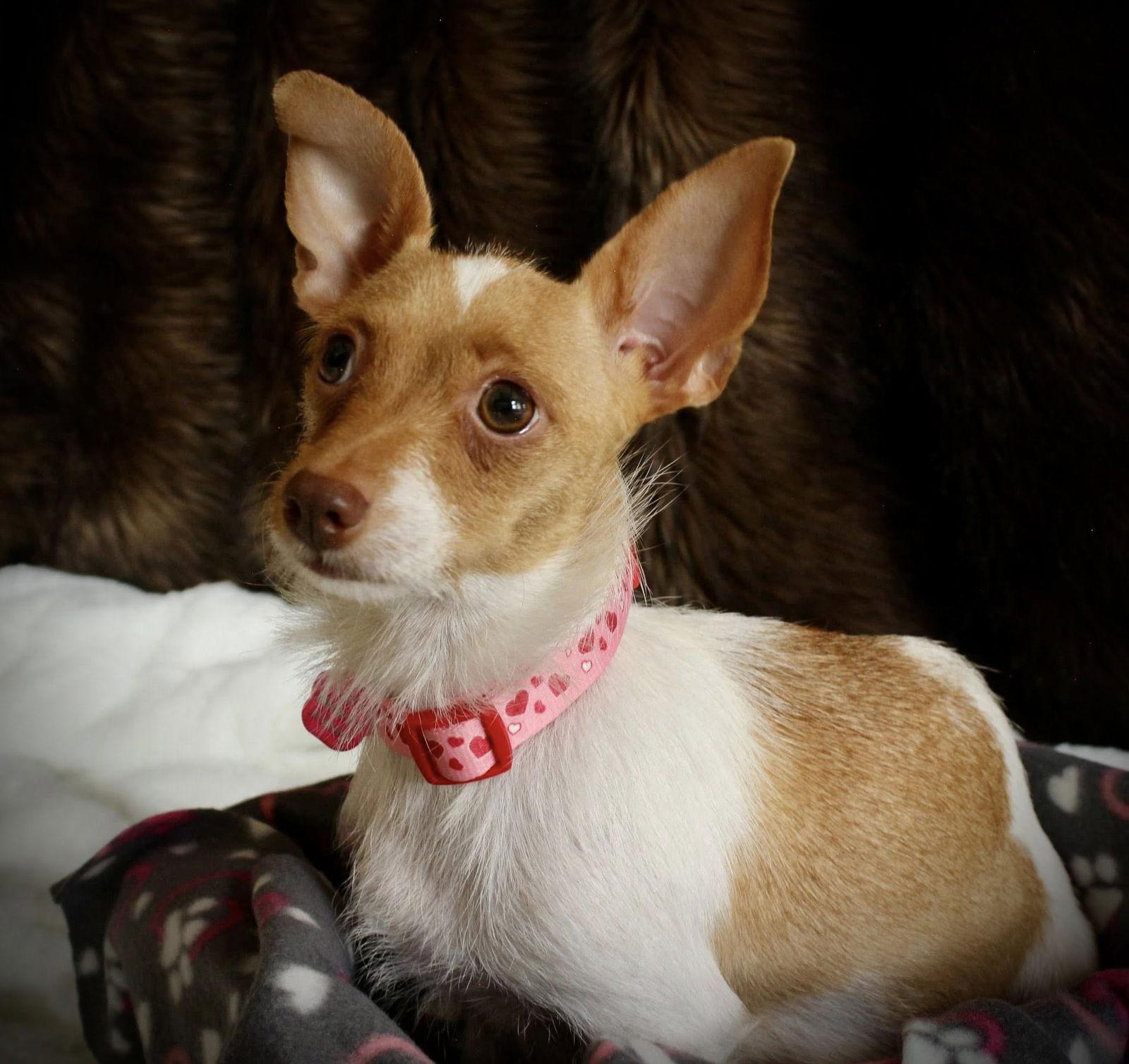 Enlarge Layla, a Adoptable mixed breed in Penrose, CO image 1/1