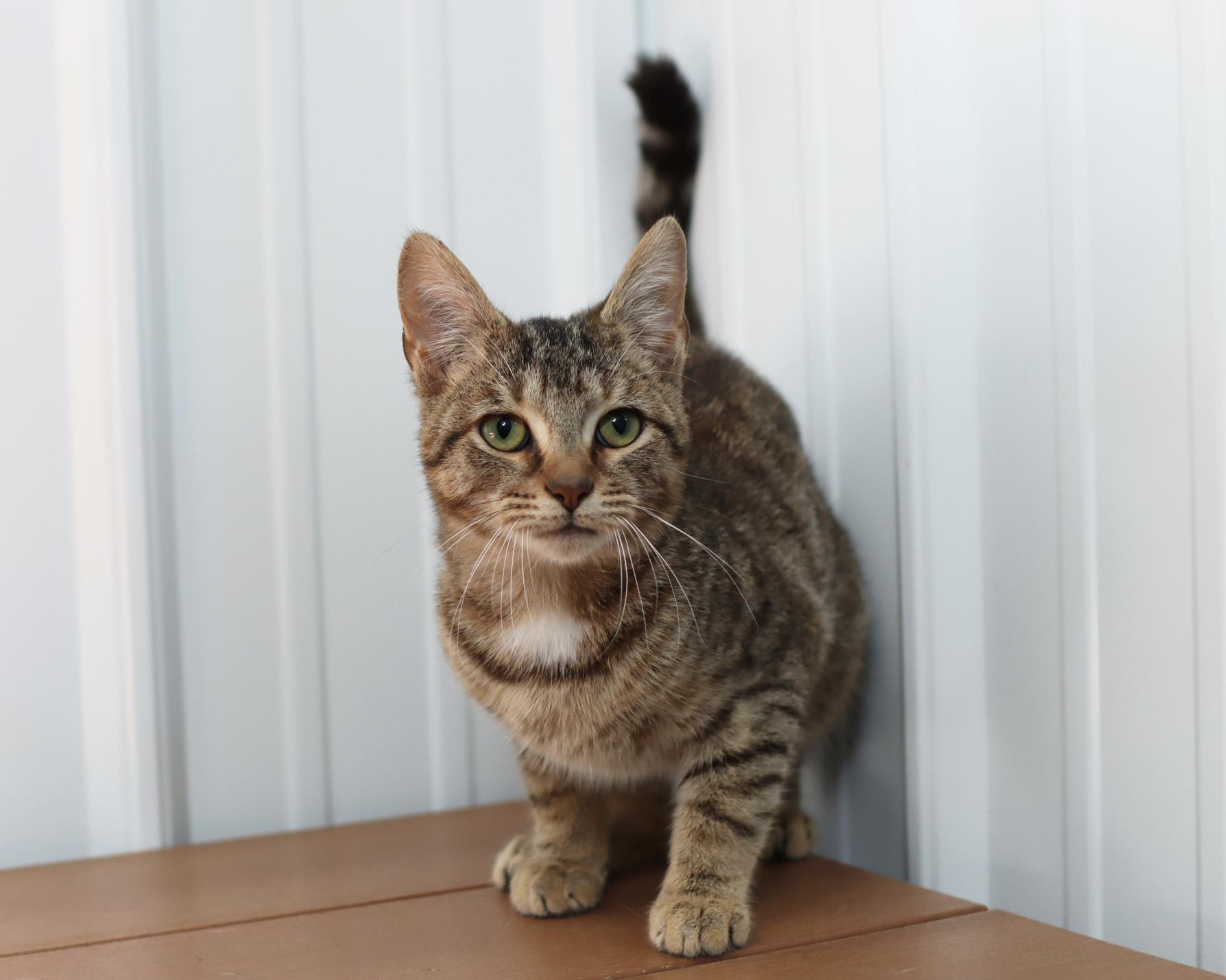 Enlarge Falcon, a Adoptable mixed breed in Lancaster, OH image 1/1