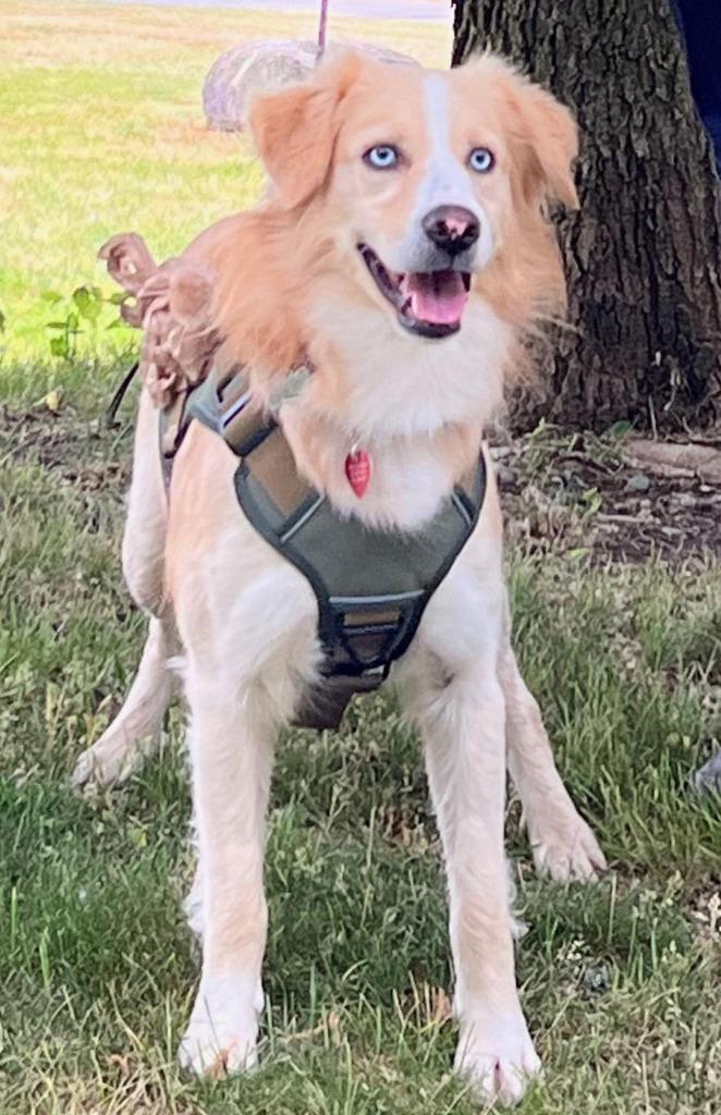 Casper, Adopted, Adult Male English Shepherd & Australian Shepherd.