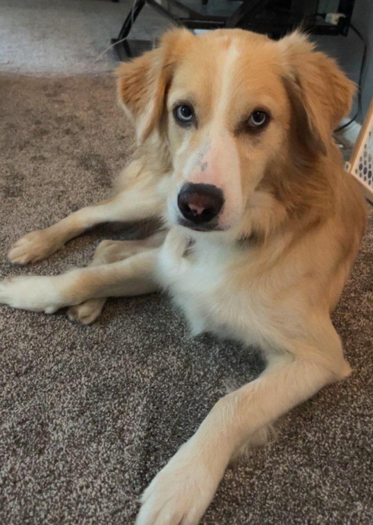 Enlarge Casper, a Adopted mixed breed in Warren, MI image 2/6