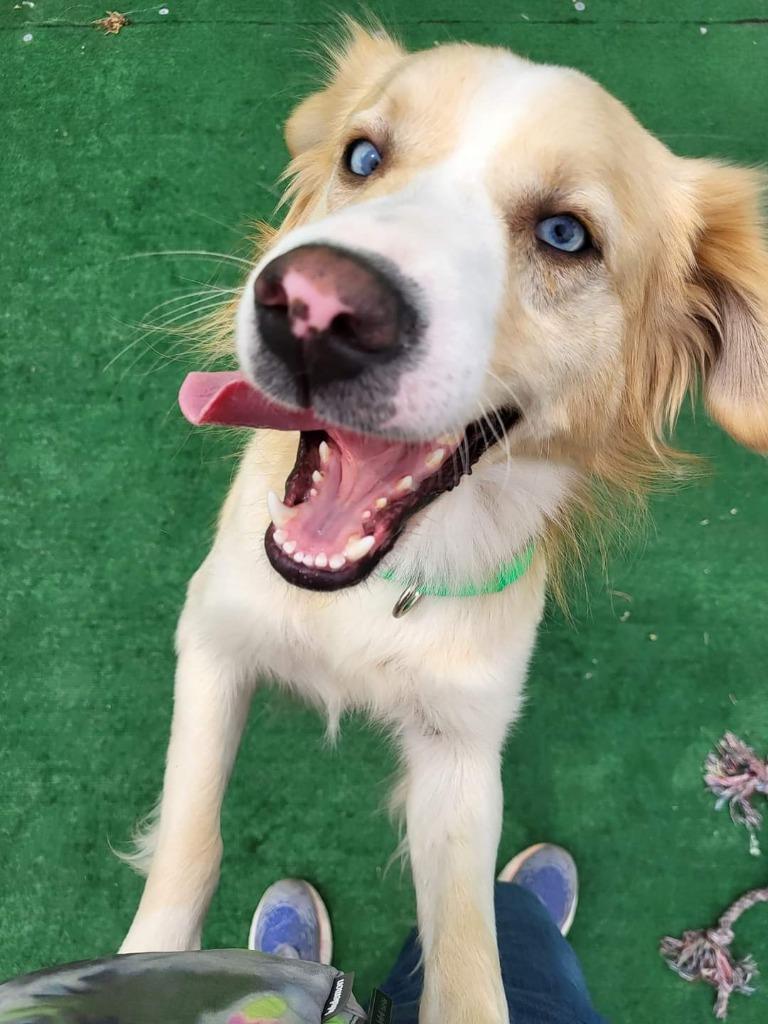 Enlarge Casper, a Adopted mixed breed in Warren, MI image 3/6