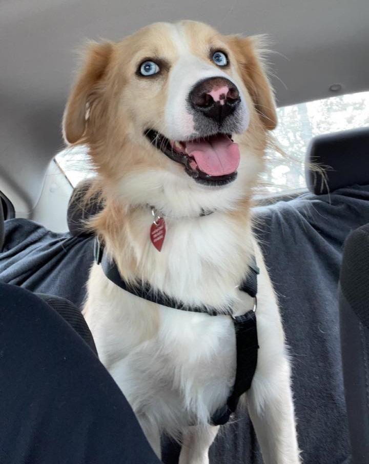 Enlarge Casper, a Adopted mixed breed in Warren, MI image 6/6