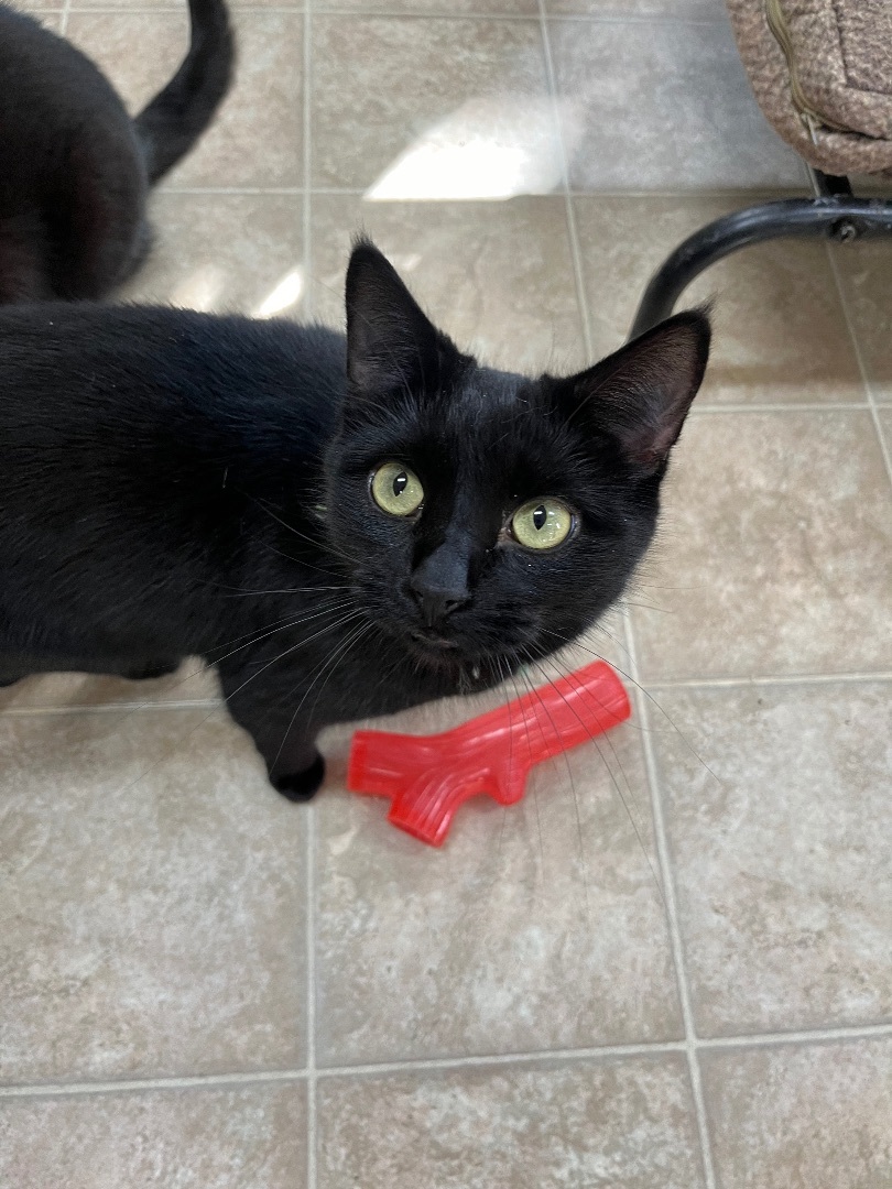 Enlarge Cole , a Adoptable mixed breed in Toledo, OH image 1/1