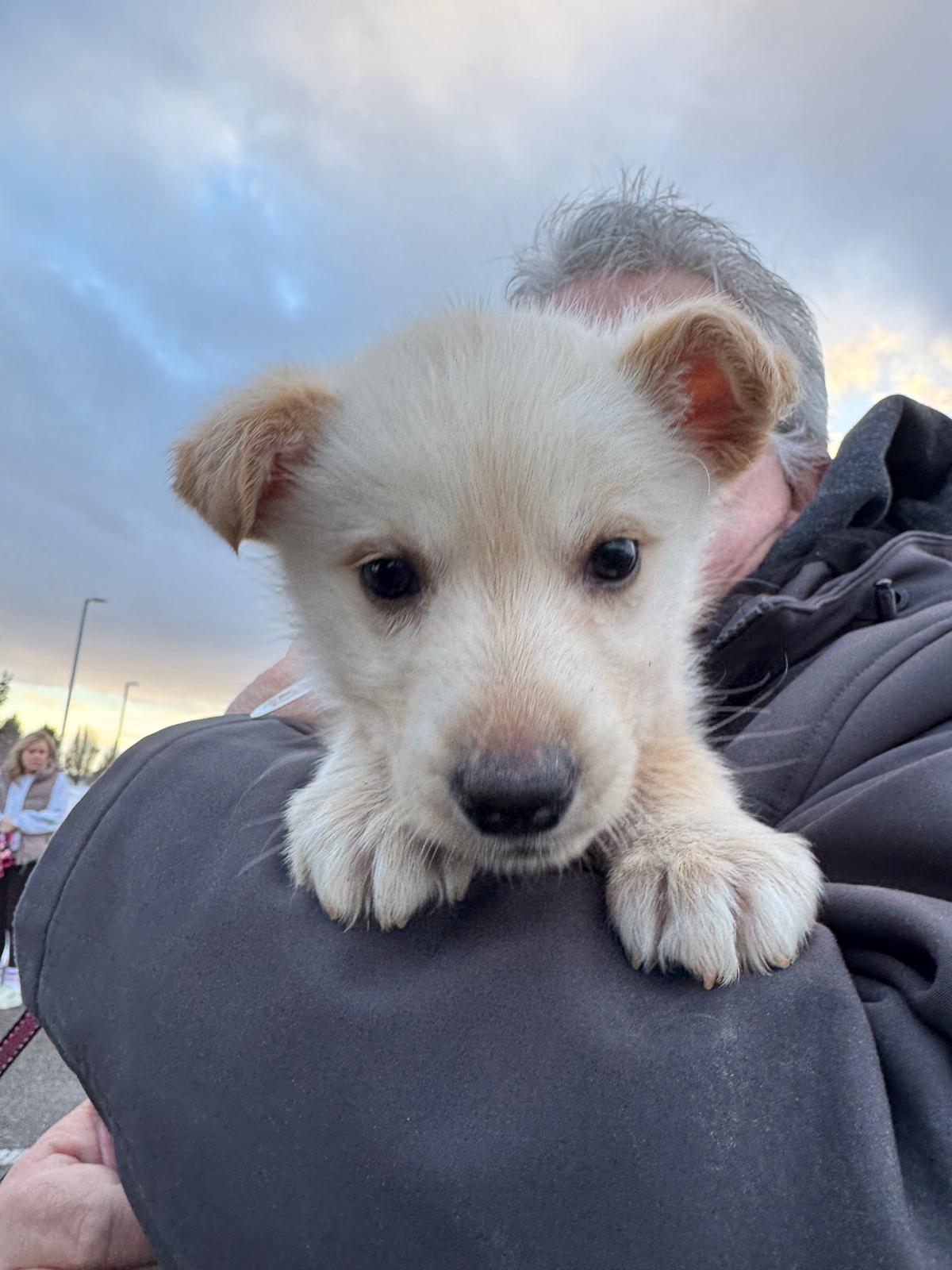 Enlarge Haven, a ADOPTABLE mixed breed in Newmarket, ON image 1/4