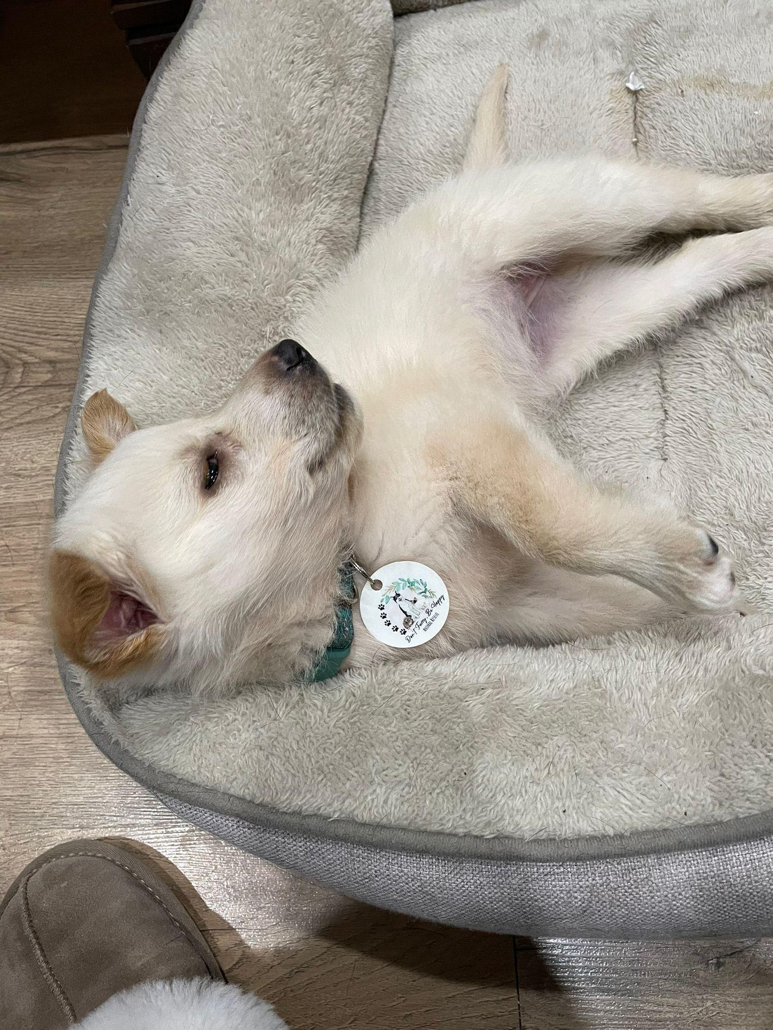 Enlarge Haven, a ADOPTABLE mixed breed in Newmarket, ON image 4/4