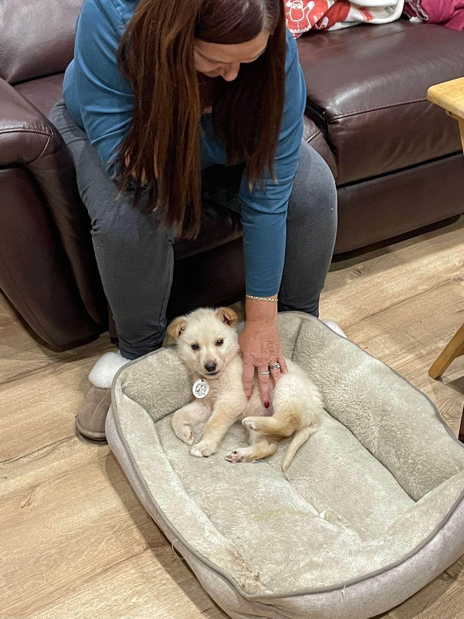 Enlarge Haven, a ADOPTABLE mixed breed in Newmarket, ON image 3/4