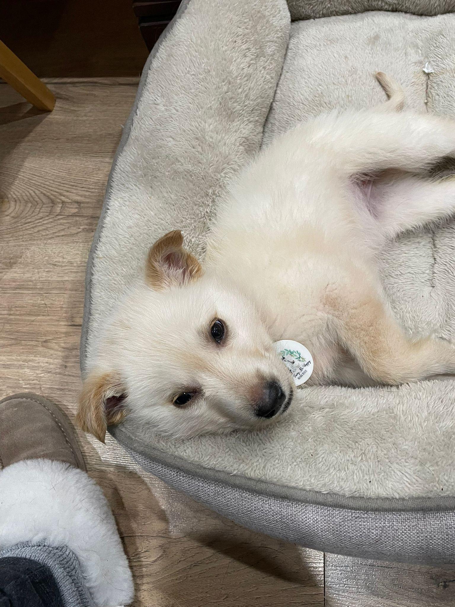 Enlarge Haven, a ADOPTABLE mixed breed in Newmarket, ON image 2/4