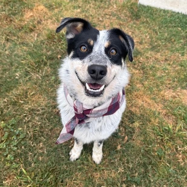 Enlarge Ranger, a Adoptable mixed breed in Torrance, CA image 5/5