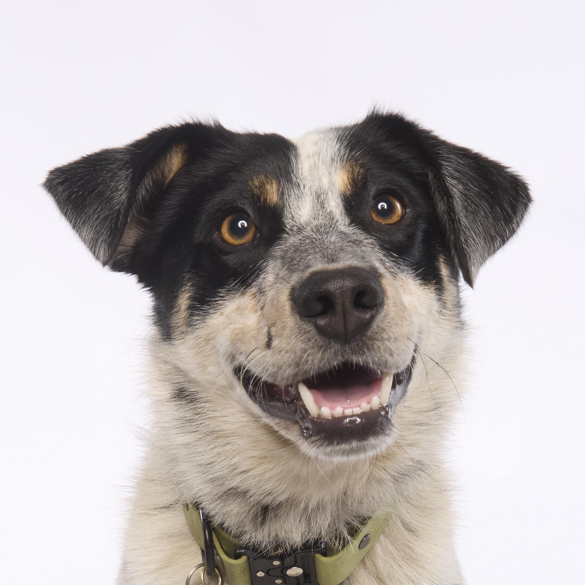 Enlarge Ranger, a Adoptable mixed breed in Torrance, CA image 1/6