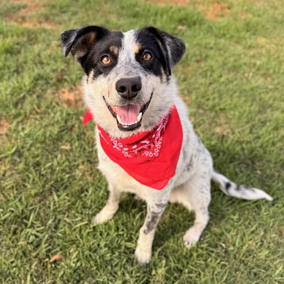 Ranger, Adoptable, Young Male Australian Cattle Dog / Blue Heeler & Australian Shepherd.
