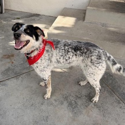 Enlarge Ranger, a Adoptable mixed breed in Torrance, CA image 2/5