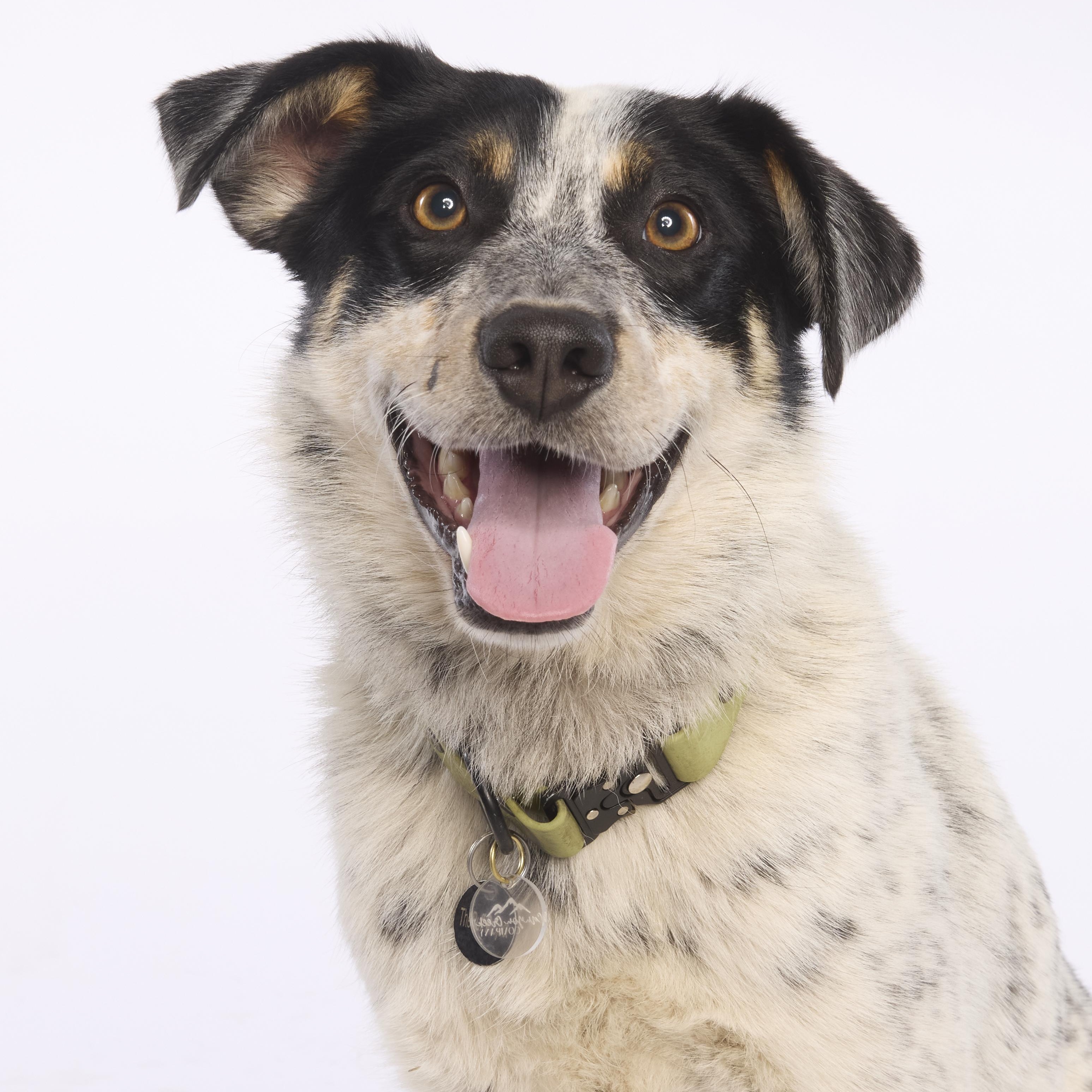 Enlarge Ranger, a Adoptable mixed breed in Torrance, CA image 2/6
