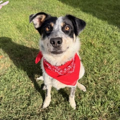 Enlarge Ranger, a Adoptable mixed breed in Torrance, CA image 3/5