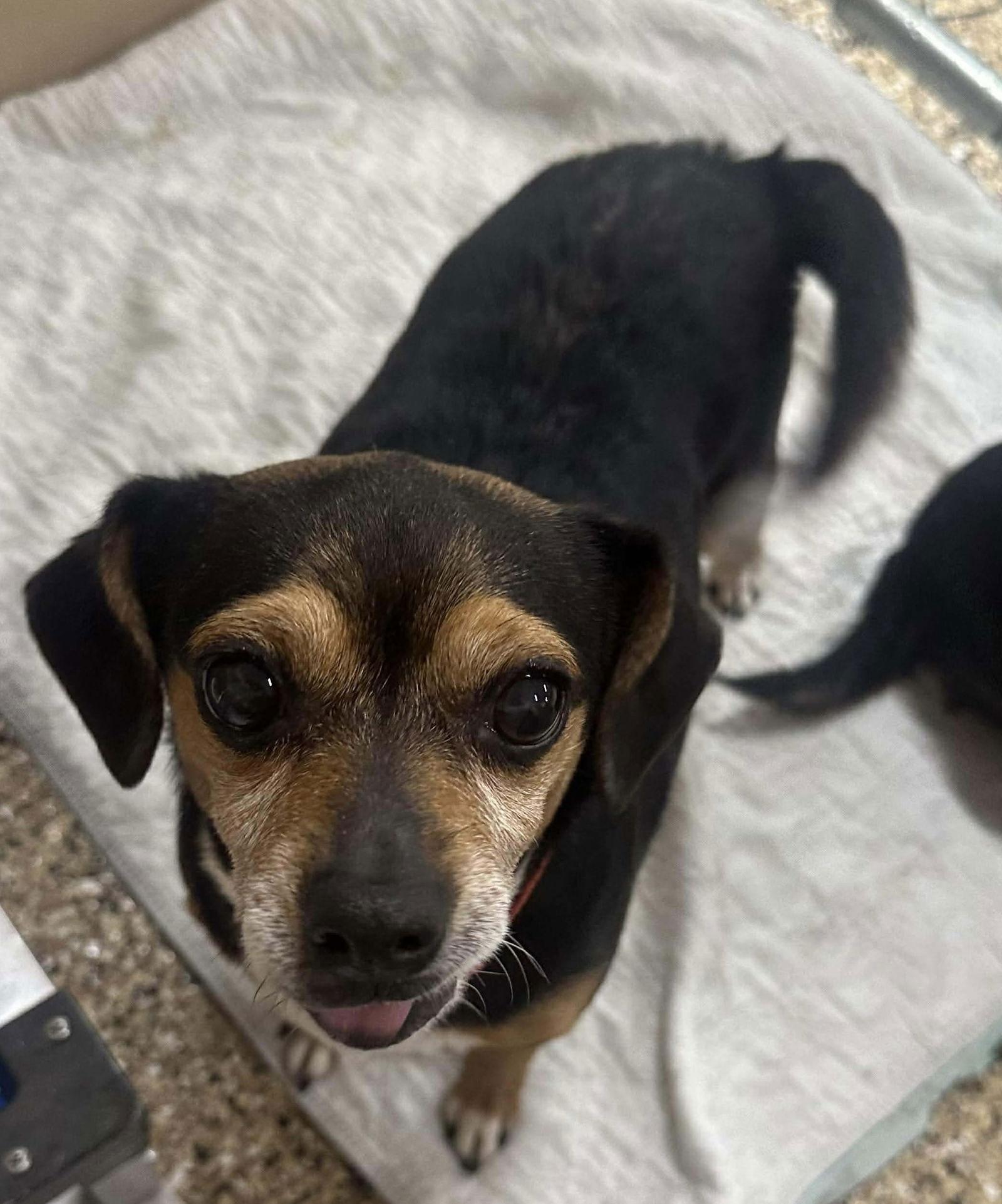 Enlarge Lily, a Adoptable Terrier in Steeleville, IL image 1/3