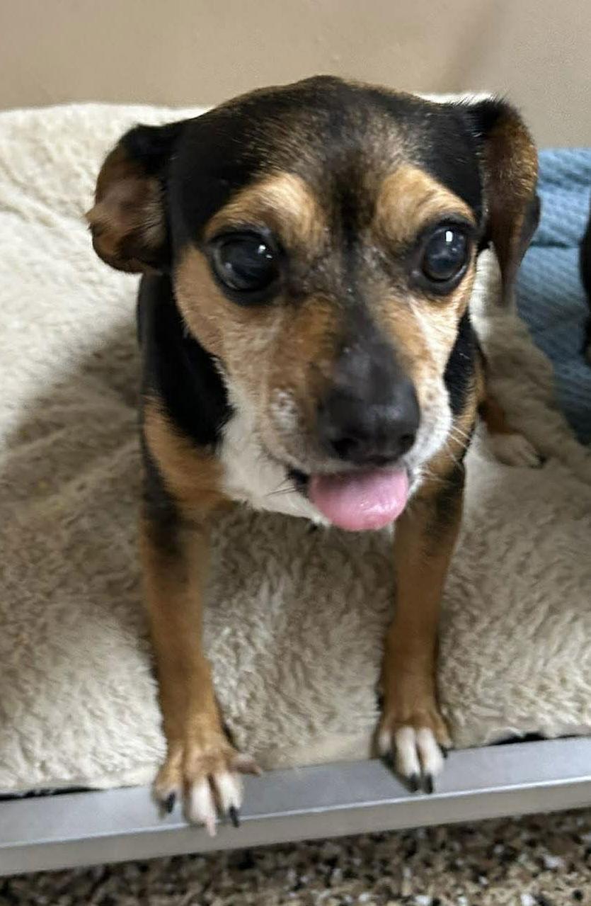 Enlarge Lily, a Adoptable Terrier in Steeleville, IL image 2/3