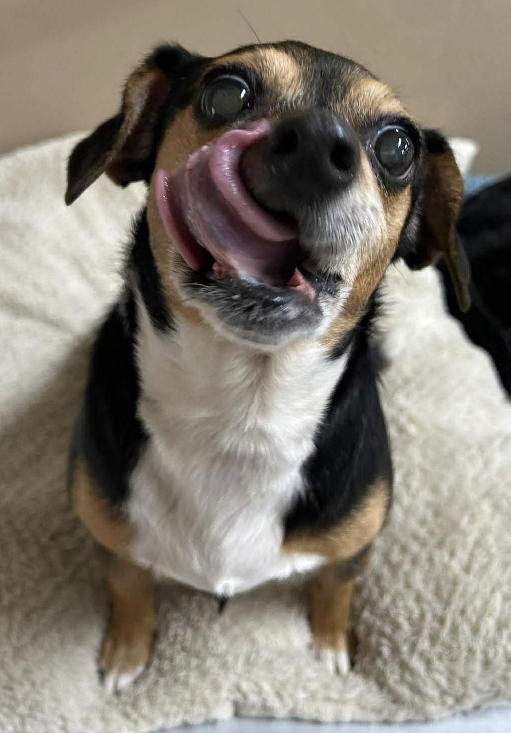 Enlarge Lily, a Adoptable Terrier in Steeleville, IL image 3/3