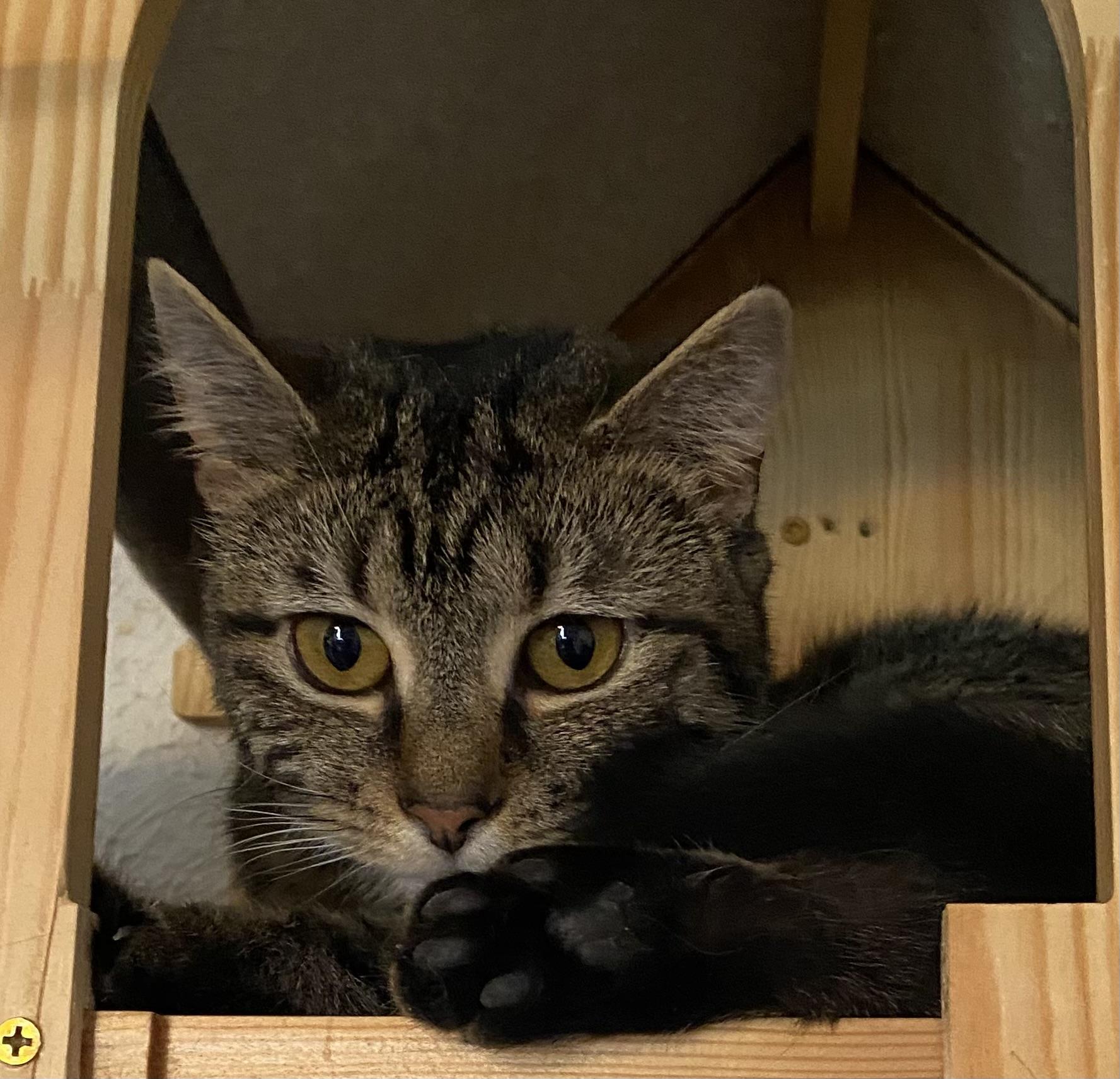 NATURE, Adoptable, Kitten Female Domestic Short Hair.