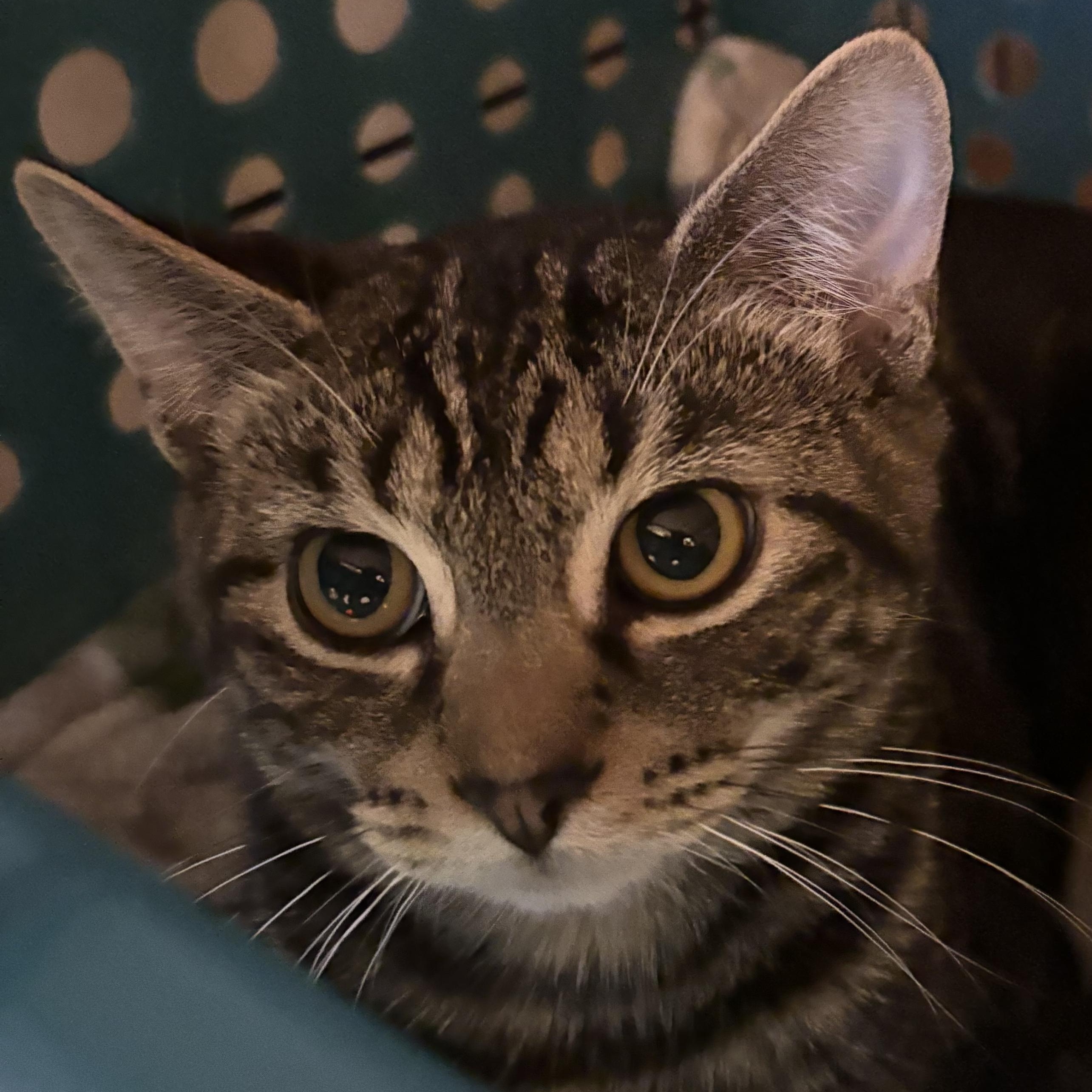 NATURE, Adoptable, Young Female Domestic Short Hair.