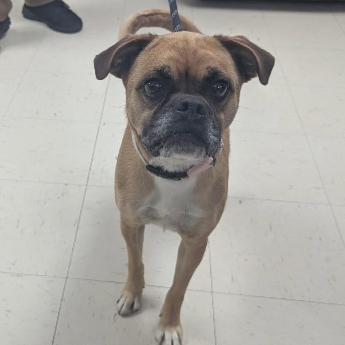 Arnie, ADOPTABLE, Adult Male Pug & Boxer.