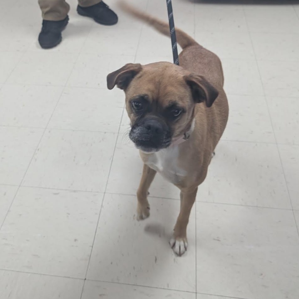 Arnie, a ADOPTABLE mixed breed in Tulsa, OK image 2/2
