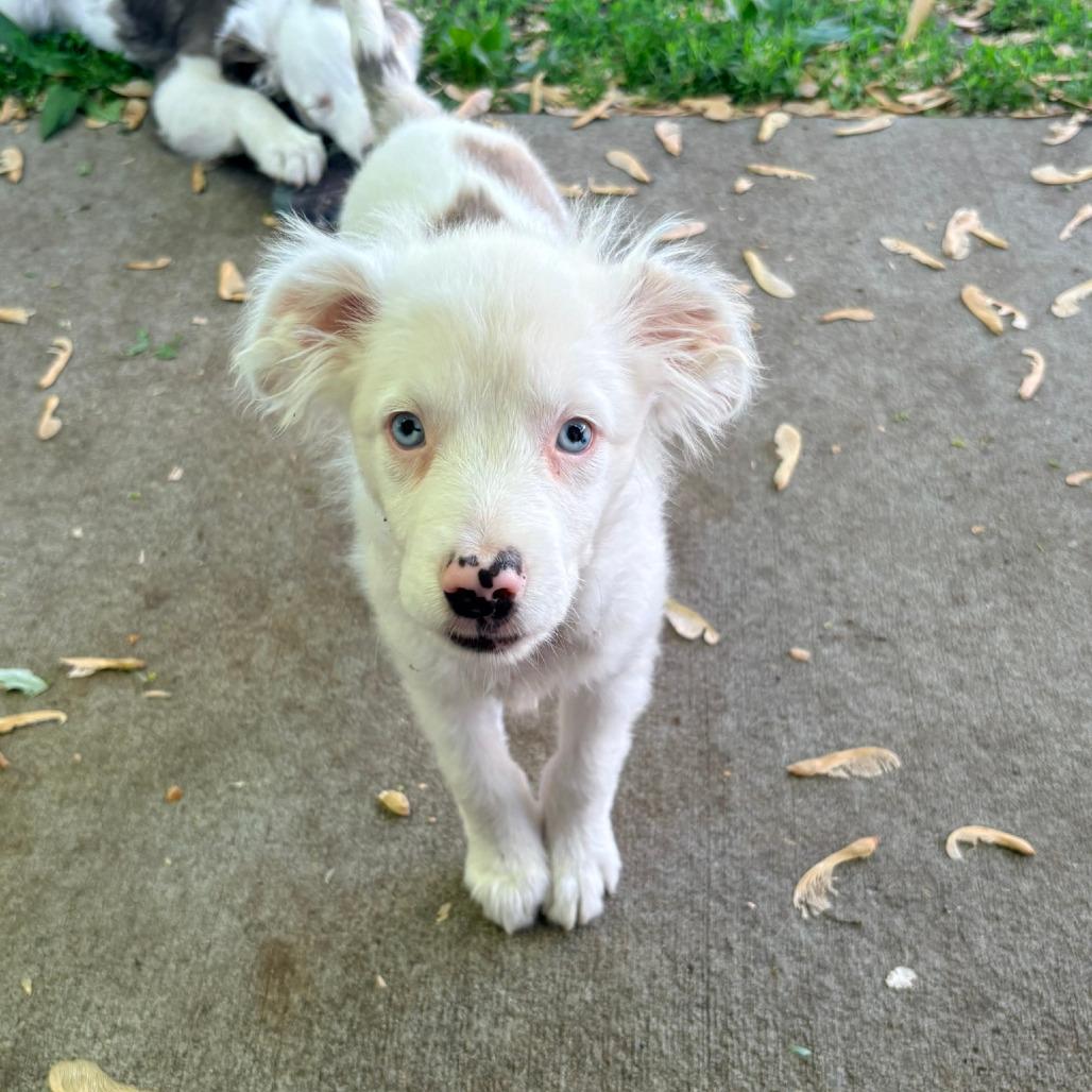 Paddy, Adoptable, Puppy Male Australian Shepherd.