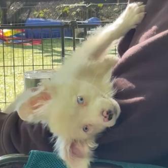 Enlarge Paddy, a Adoptable Australian Shepherd in Ada, MN image 2/6