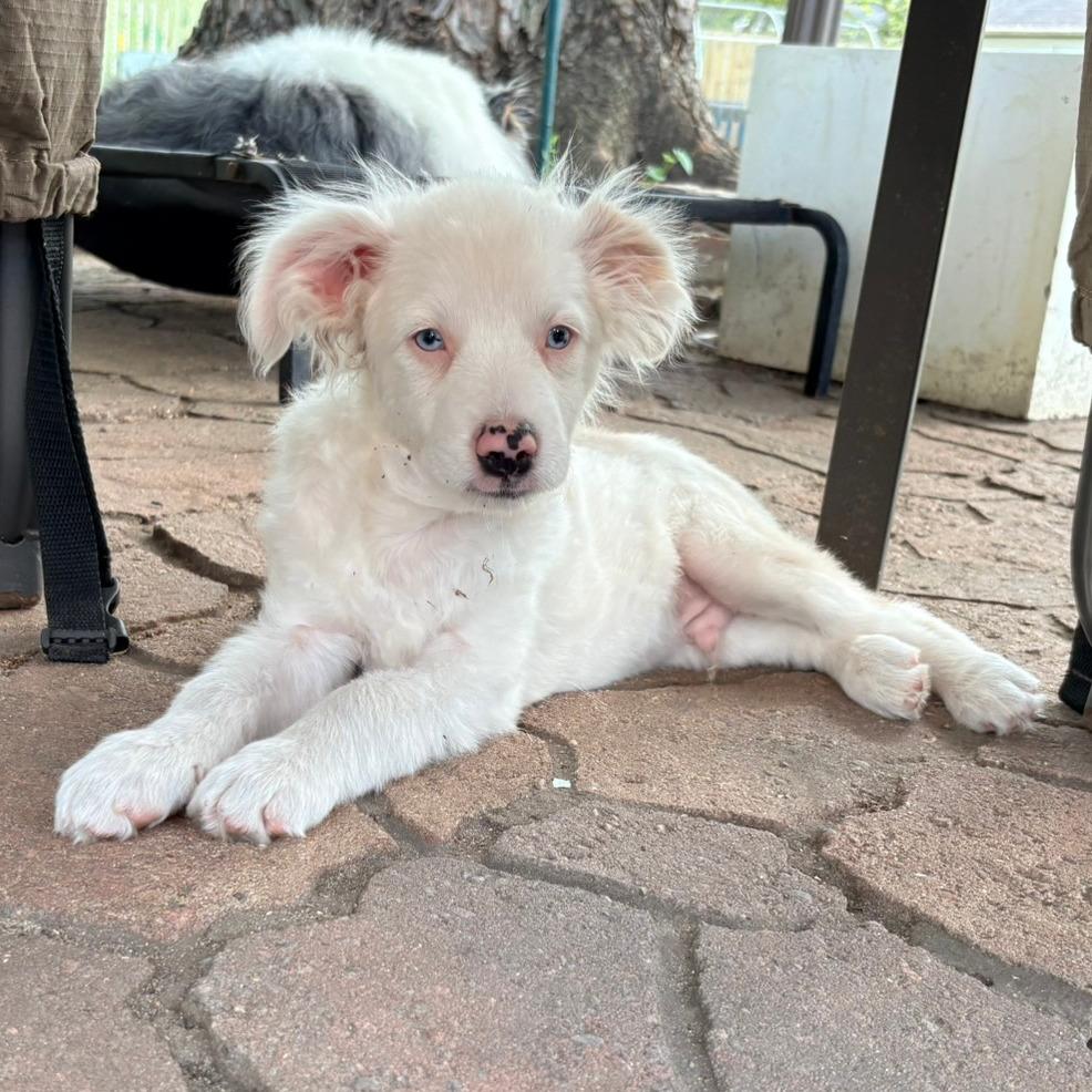 Enlarge Paddy, a Adoptable Australian Shepherd in Ada, MN image 4/6