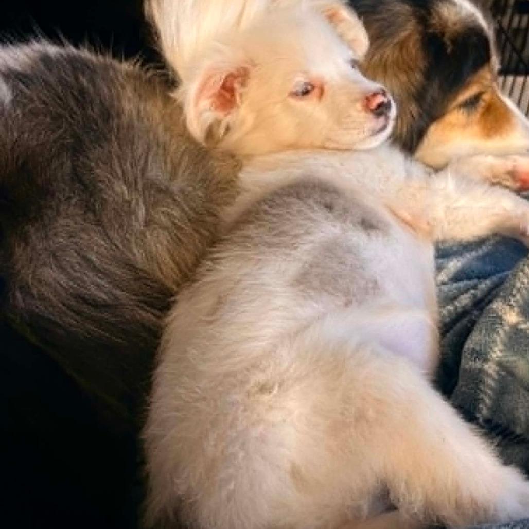 Enlarge Paddy, a Adoptable Australian Shepherd in Ada, MN image 5/6