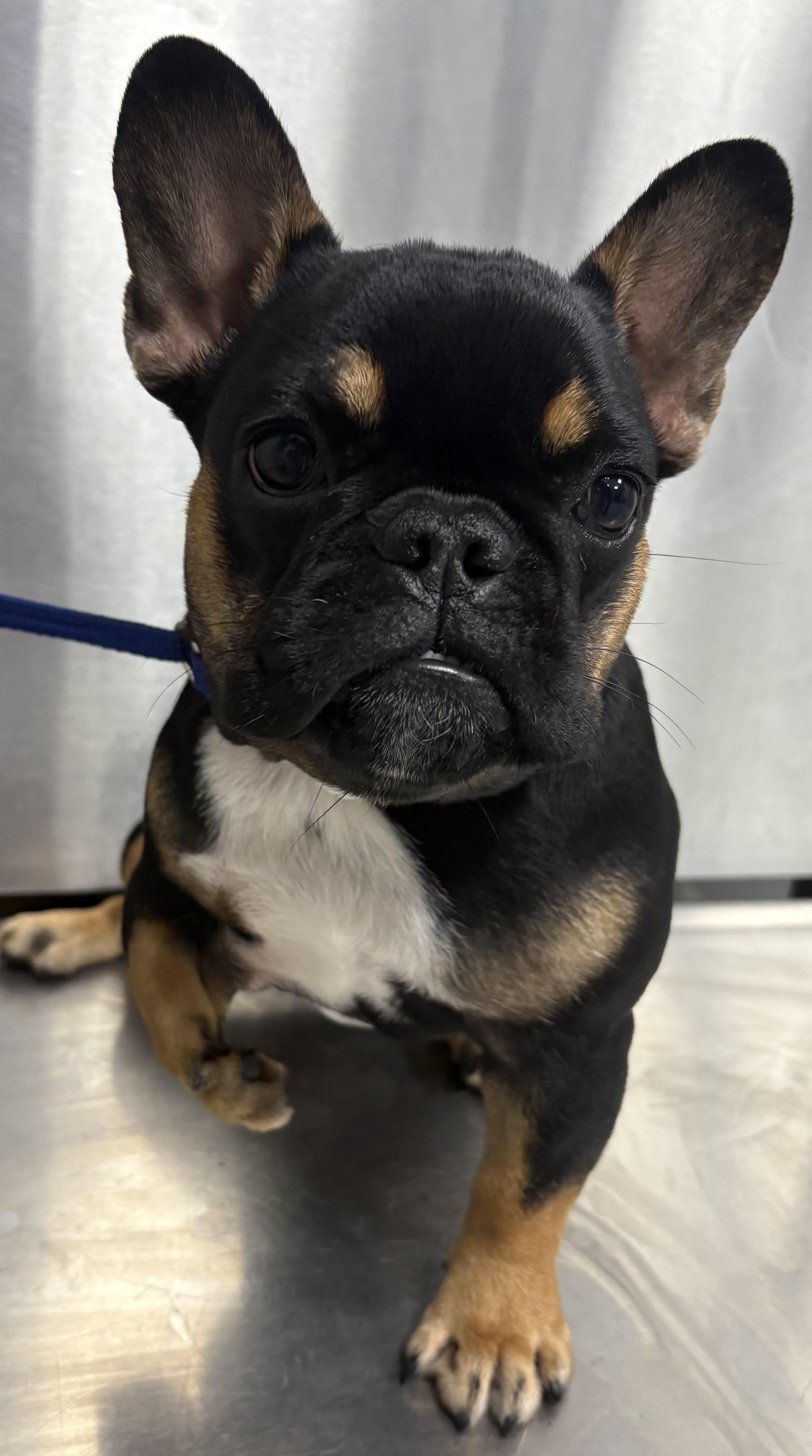 Chicken Wing, adopted, Puppy Female French Bulldog.