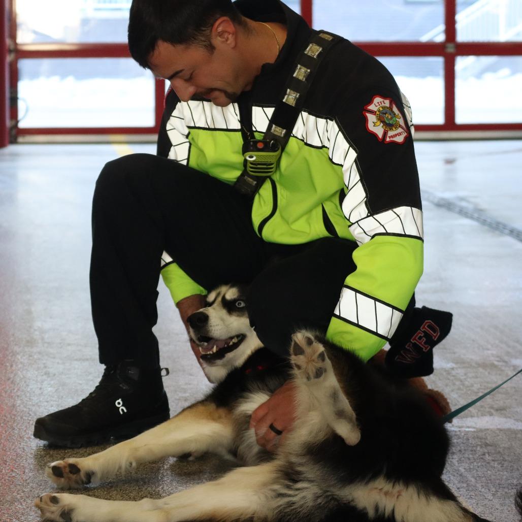 Blu, Adoptable, Adult Male Husky.