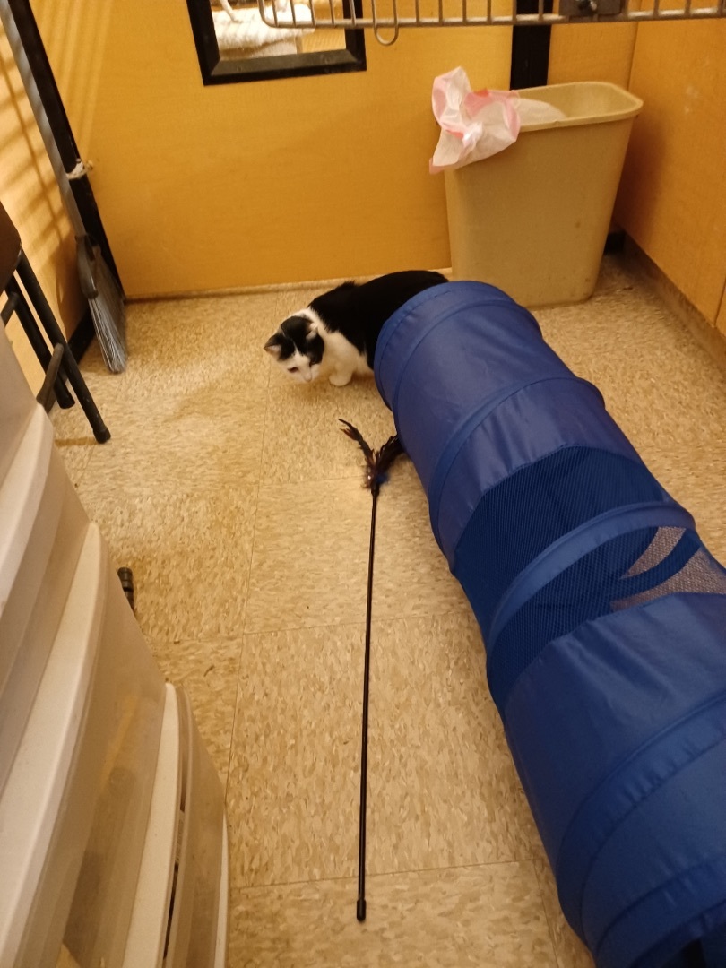 Mama, Adoptable, Young Female Domestic Short Hair.