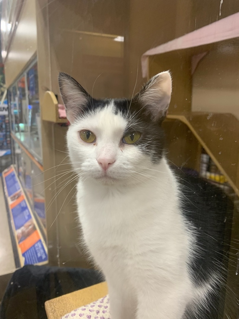 Mama, a Adoptable Domestic Short Hair in El Segundo, CA image 2/12