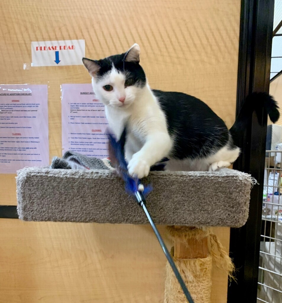 Mama, a Adoptable Domestic Short Hair in El Segundo, CA image 3/12