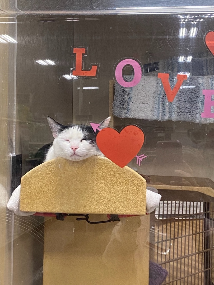 Mama, a Adoptable Domestic Short Hair in El Segundo, CA image 4/12